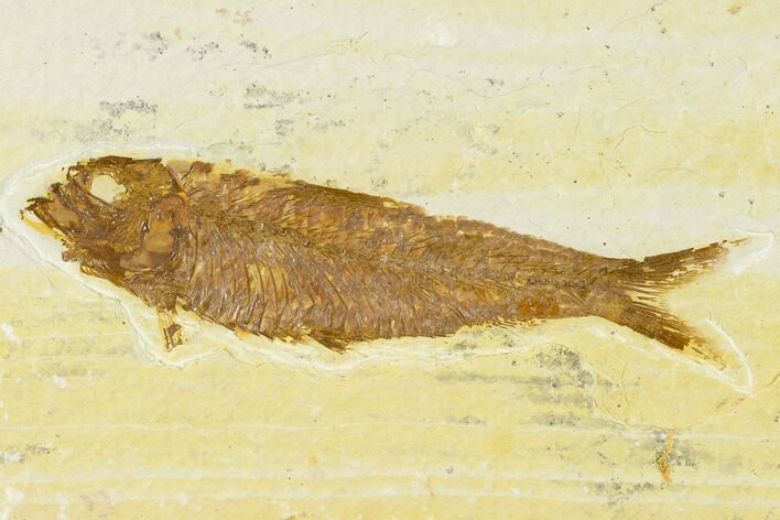 Detailed Fossil Fish (Knightia) - Wyoming #155465